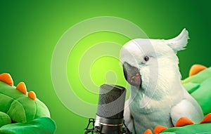 Talking cockatoo parrot with a microphone