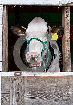 Talking Cow in a barn