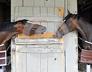 Talking Horses - Horse Haven, Saratoga