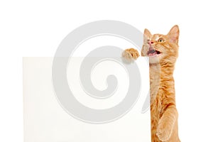 Talking kitten holding banner