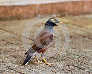 Talking Mynah