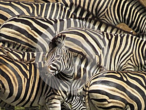 Talking to a Friend  Zebra and Oxpecker IMG_3530, captured in the vicinity of Shingwedzi, Kruger National Park, South Africa