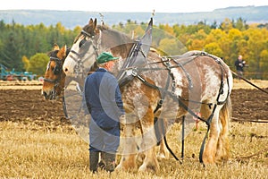Talking to the horses.