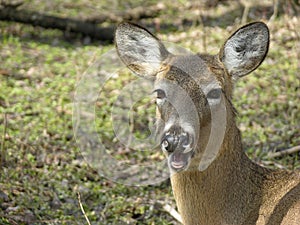 Talking Whitetail