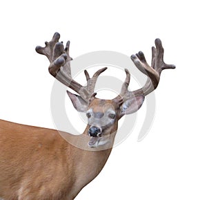 Talking Whitetail Deer