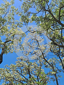 Tall acacia trees with flowering branches against a blue sky background