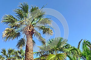 Tall Alone Coconut Palm Tree On The Blue Sky Background