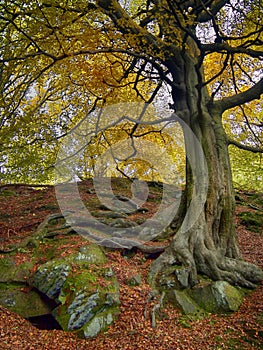 A tall ancient beech tree with green textured bark and golden yellow autumn foliage and twisted exposed roots in mossy rocks