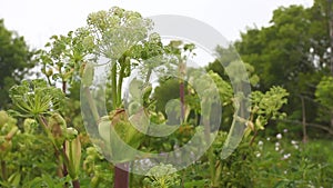 Tall Angelica or Wild Celery, Angelica sp