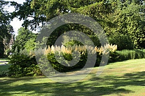 Tall Aruncus dioicus blooming large white flowers in a city park in early summer