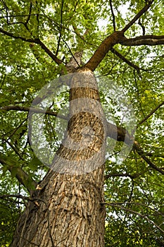 Tall ash tree