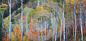 Tall Aspen trees with fall foliage in Colorado rocky mountains photo