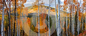 Tall Aspen trees at Uinta Wasatch Cache national forest in Utah