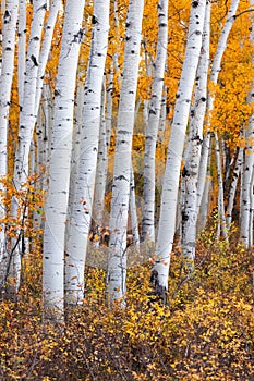 Tall Aspen trees in Wasatch mountains with bright fall foliage
