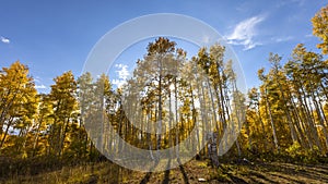 Tall Aspen trees in Wasatch national forest