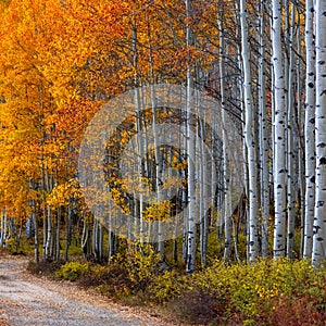 Tall Aspen trees in Wasatch national forest, Utah