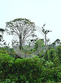 Tall Attractive Tree among Greenery - Landscape in Kerala, India