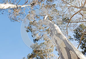 Tall Australian eucalyptus trees with shedding bark against blue sky