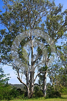 Tall Australian Eucalyptus trees in the sun