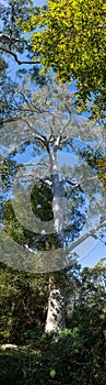 Tall Australian trees, panorama format