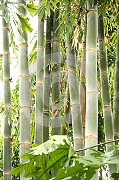 Tall bamboo