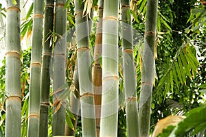 Tall bamboo