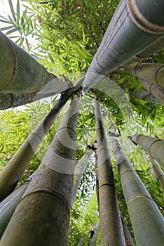 Bamboo tree vertical view