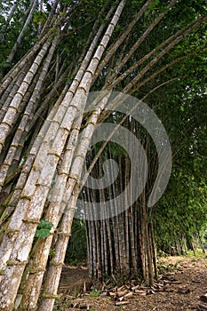 Tall bamboo shoots in tropics