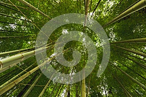 Tall Bamboo Stalks swaying in the wind