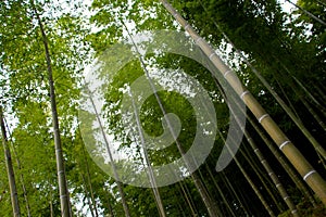 The tall bamboo trees at kyoto