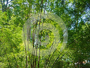 Tall bamboo trees in woods, with sunlight in tropical forest.