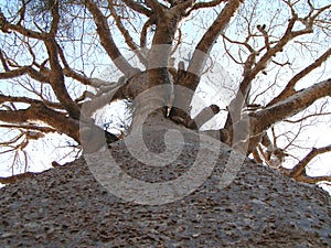 Tall Baobab