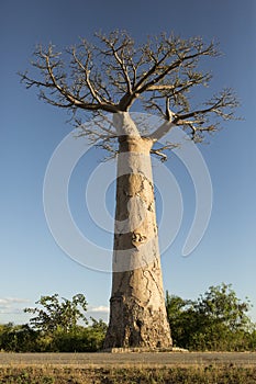 Tall baobab tree