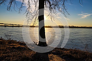 A tall bare winter tree on the banks of the Mississippi river at sunset with powerful clouds and blue sky at Green Belt Park