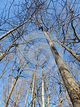 Tall Bare Winter Trees in January With Blue Sky