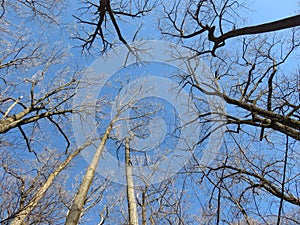 Tall Bare Winter Trees in January With Blue Sky