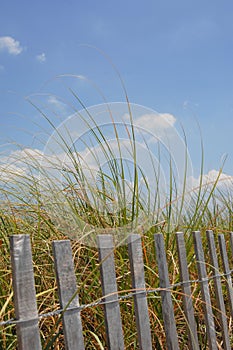 Tall Beach Grasses photo