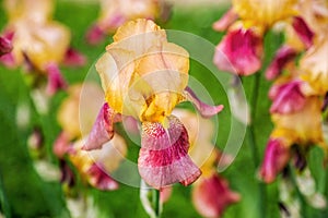 Tall bearded bicolor iris flower \