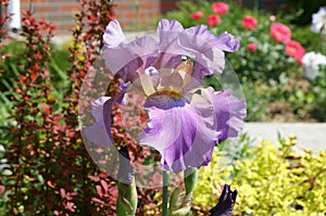 Tall Bearded Iris `Amethyst flame`