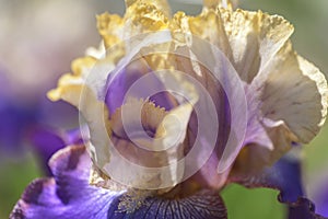 Tall Bearded Iris Amigos Guitar flower macro