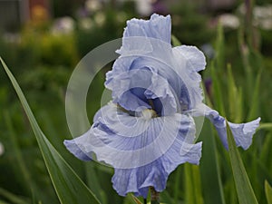 Tall Bearded Iris Babbling Brooks` on a cloudy day