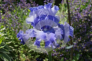 Tall Bearded Iris `Baltic Sea`