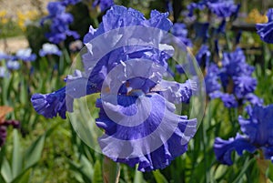 Tall Bearded Iris Blenheim Royal
