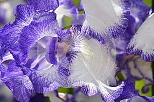 Tall bearded iris Blue Staccato