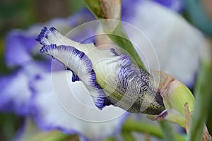 Tall bearded iris Blue Staccato