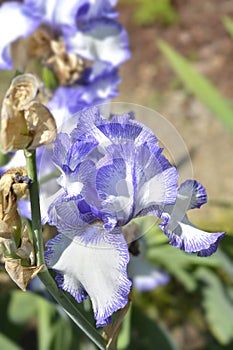 Tall bearded iris Blue Staccato