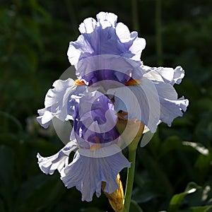 Tall Bearded Iris `Bluebird Of Happiness`