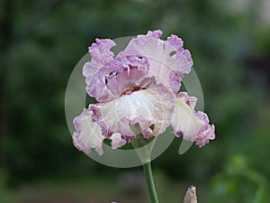 Tall Bearded Iris `Brazen Beauty` after the rain