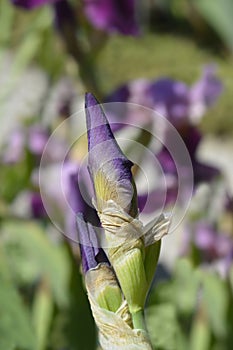 Tall bearded iris Camelot Rose photo