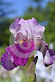 Tall bearded iris Camelot Rose photo